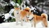 Animals___Dogs_Red_Dog_in_the_snow_094314_.jpg