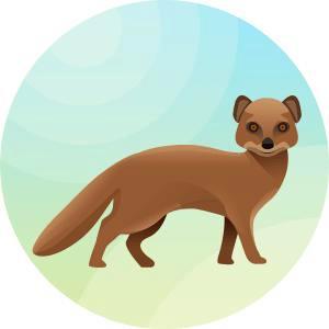 mongoose.jpg.cc9e56c6c62e4d9cd9c73b2b63b8a7c6.jpg