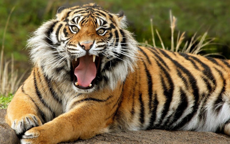 rabstol_net_tiger_06.jpg