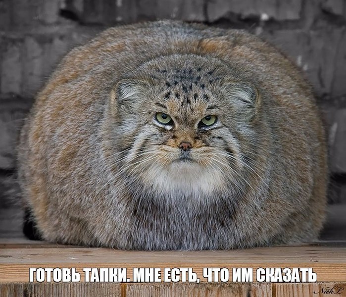 imageproxy.thumb.jpg.1a4fac7c45f4a14a554b124b64f428ae.jpg