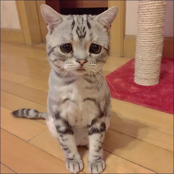 saddest-cat-007.thumb.jpg.356f33a6bdf2d70412918e1951db5856.jpg