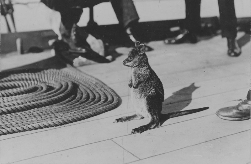 Wallaby on board HMS 'Renown'.jpg