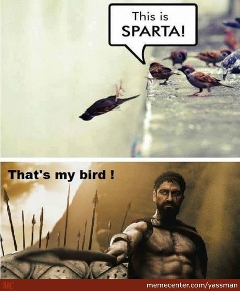 this-is-sparta-birds_o_2520591.jpg