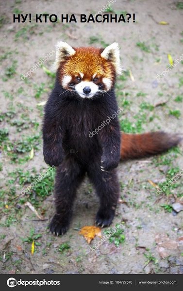 depositphotos_184727570-stock-photo-red-panda-red-panda-stands.thumb.jpg.05dd031747ab19007c834bf0d7c6d5d6.jpg