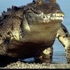 Crocodile178