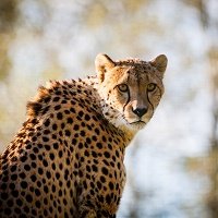 cheetah_predator_big_cat_spotted_112649_2780x2780.jpg.38f41d2081707b396069376743f483cc.jpg