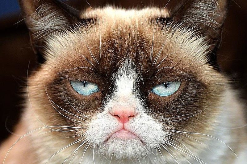 grumpy-cat.thumb.jpg.3866b0a884317991f1be507c7df0f92a.jpg