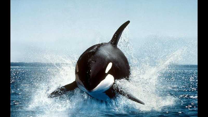 ORCA.jpg