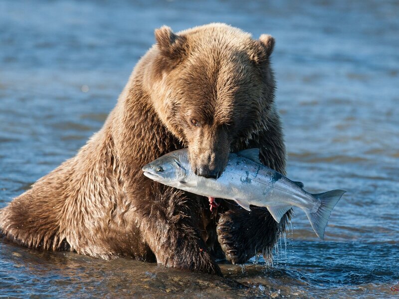 Brown-bear-catching-a-fish_1600x1200.thumb.jpg.49cd7c7bedae70ea1f51a1f0e5f8b09c.jpg