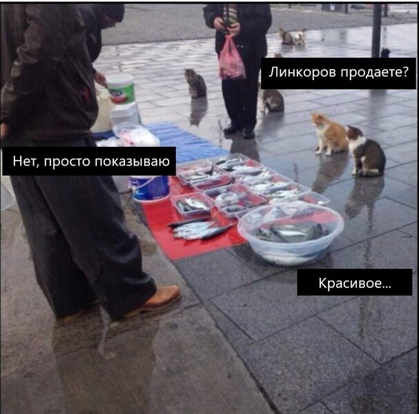 котики.jpg