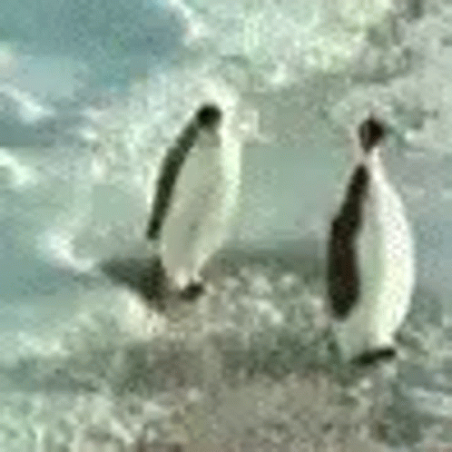 penguin-penguins.gif.3f017f2a6de29669f251e18ca63ca9ed.gif