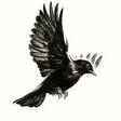 blackbird_702