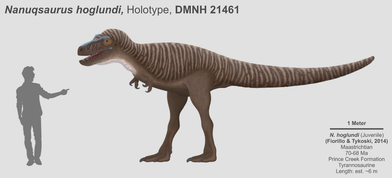 Nanuqsaurus-hoglundi-DMNH-21461-Reconstruction.thumb.png.05304a8ecfe54951e5f43c38eceacb9a.png