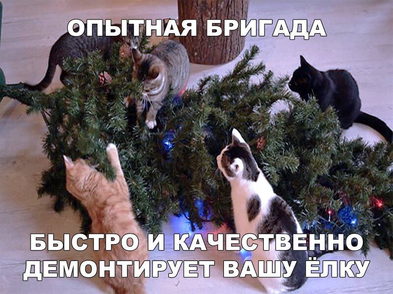 funny-klev-club-p-smeshnie-kartinki-kotiki-i-yelka-10.jpg