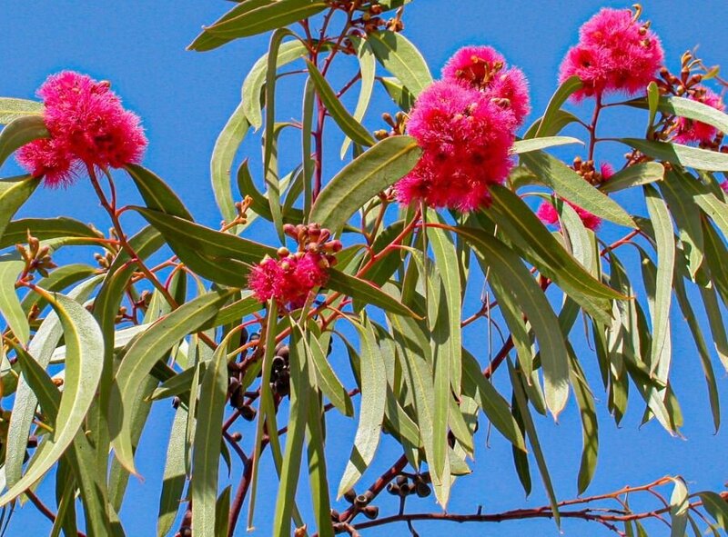 eucalyptus-lansdowneana_img_0684-2-1.thumb.jpg.72e63a140ec2565bb4c6572ca29d94e9.jpg