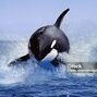ORClNUS_ORCA
